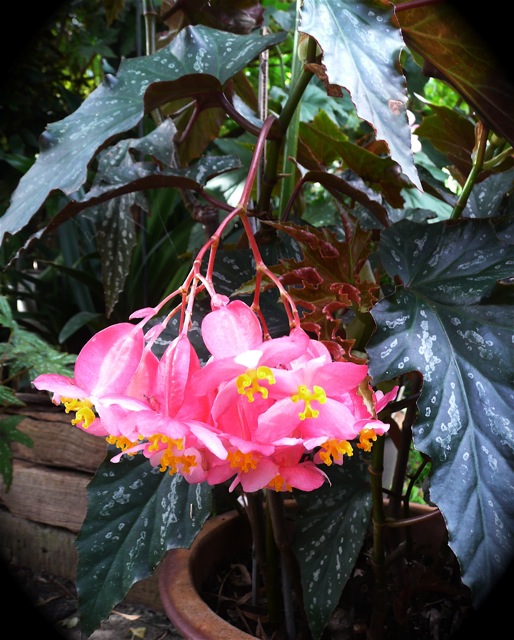 B. ‘Silver Mirror’